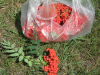 Berries