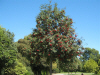 Rowan tree