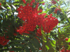 Rowan berries